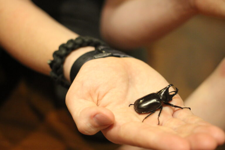 Small Post. Giant Beetle.