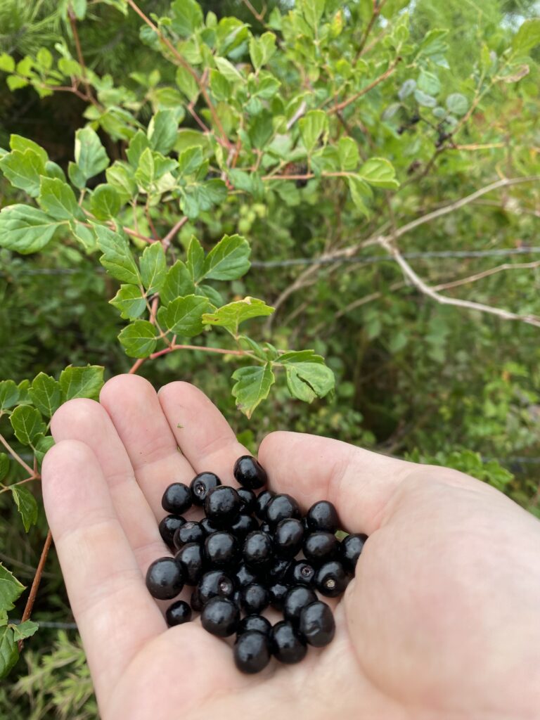 Why you shouldn’t eat any peppervine berries (Nekemias arborea) even if i do.