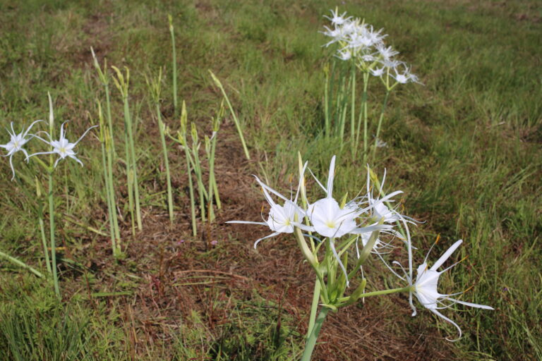 Why would you call it a beautiful membrane? Spider Lilies.