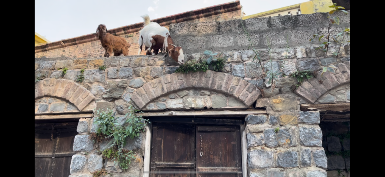 Monuments and the old school (and the goat)