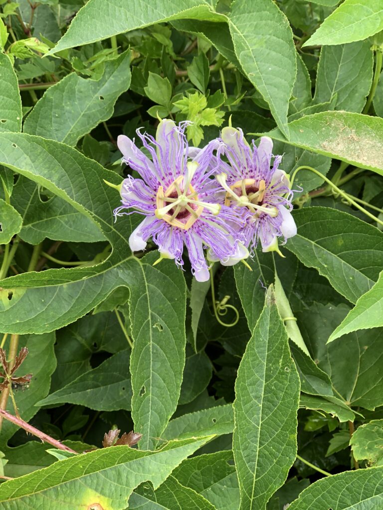 Passionfruit in Texas