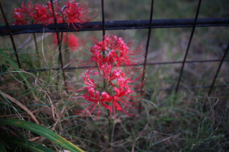 Red spider lilies.