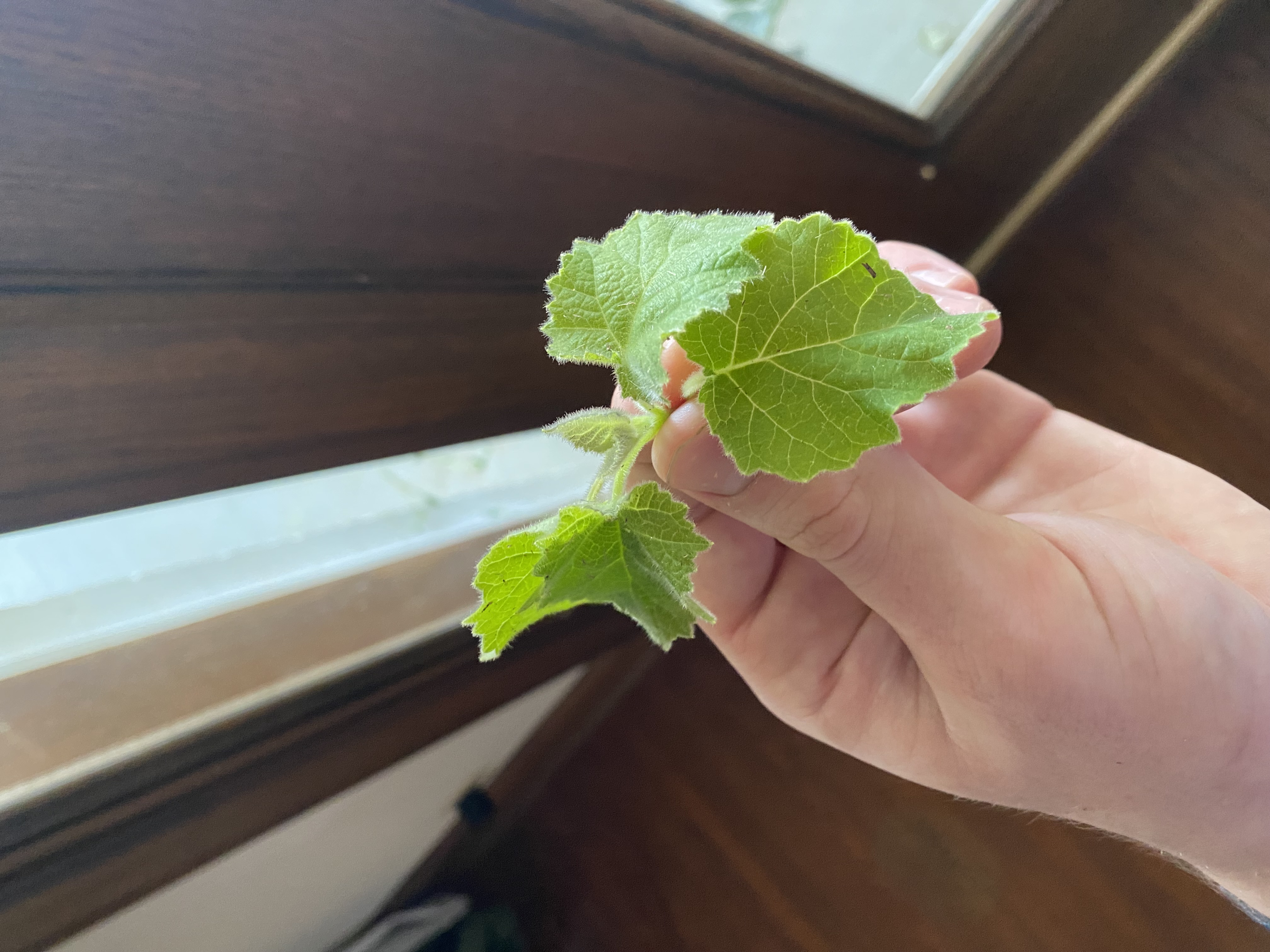 The weed from my neighbor’s yard